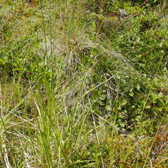 Carex atratiformis