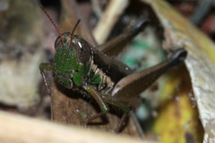 Caryanda spuria