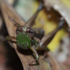 Caryanda spuria