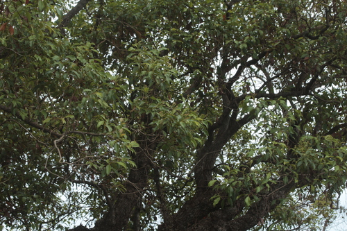 Syzygium frutescens observed 2024-10-29