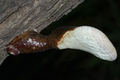 Ganoderma