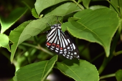 Hestina assimilis formosana