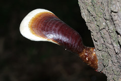 Ganoderma