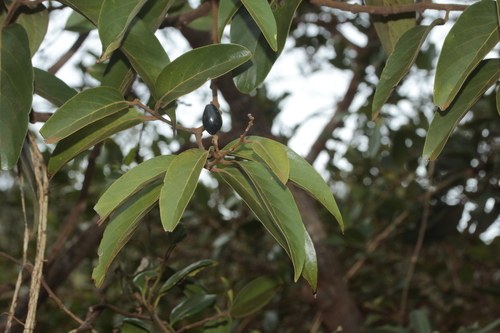Cryptocarya longifolia observed 2024-10-29