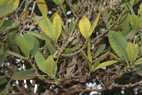 Chionanthus brachystachys