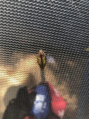 Buprestis striata