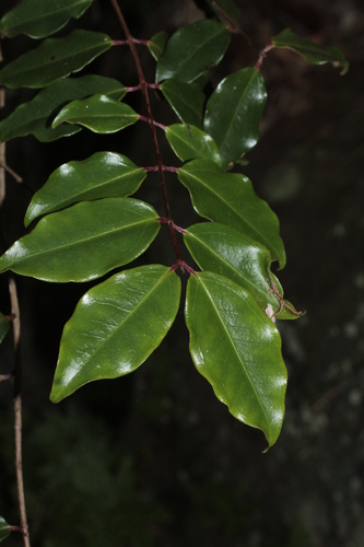 Archirhodomyrtus baladensis observed 2024-10-29