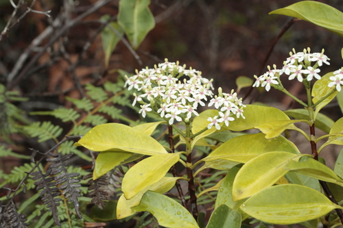 Tarenna rhypalostigma observed 2024-10-29