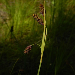 Carex atratiformis