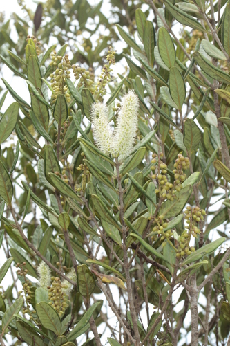 Cunonia balansae observed 2024-10-29