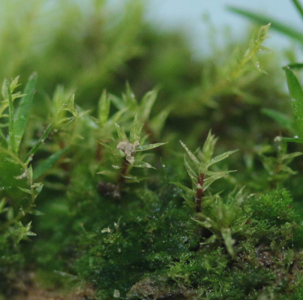 Bryum sauteri