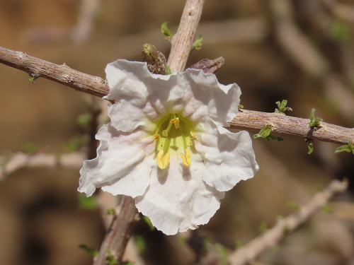 Image of Rhigozum trichotomum by no rights reserved