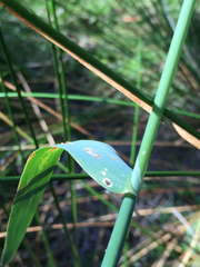 Phalaris californica