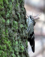 Catocala lacrymosa