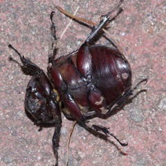 Xylotrupes gideon gideon