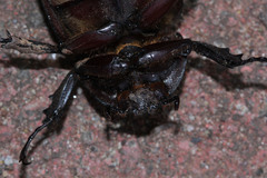 Xylotrupes gideon gideon
