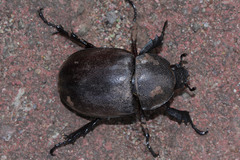 Xylotrupes gideon gideon