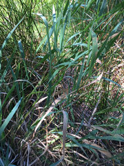 Phalaris californica