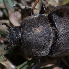 Xylotrupes gideon gideon