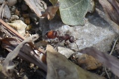 Dasymutilla birkmani