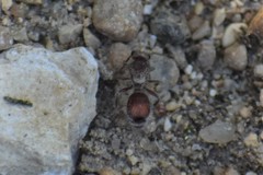 Dasymutilla birkmani