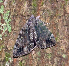 Catocala lacrymosa