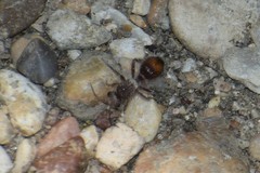 Dasymutilla birkmani