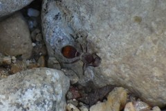 Dasymutilla birkmani