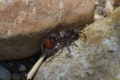 Dasymutilla birkmani
