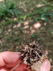 Xylaria liquidambar