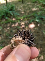 Xylaria liquidambar