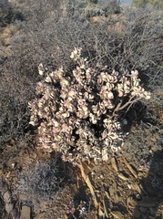Crassula arborescens