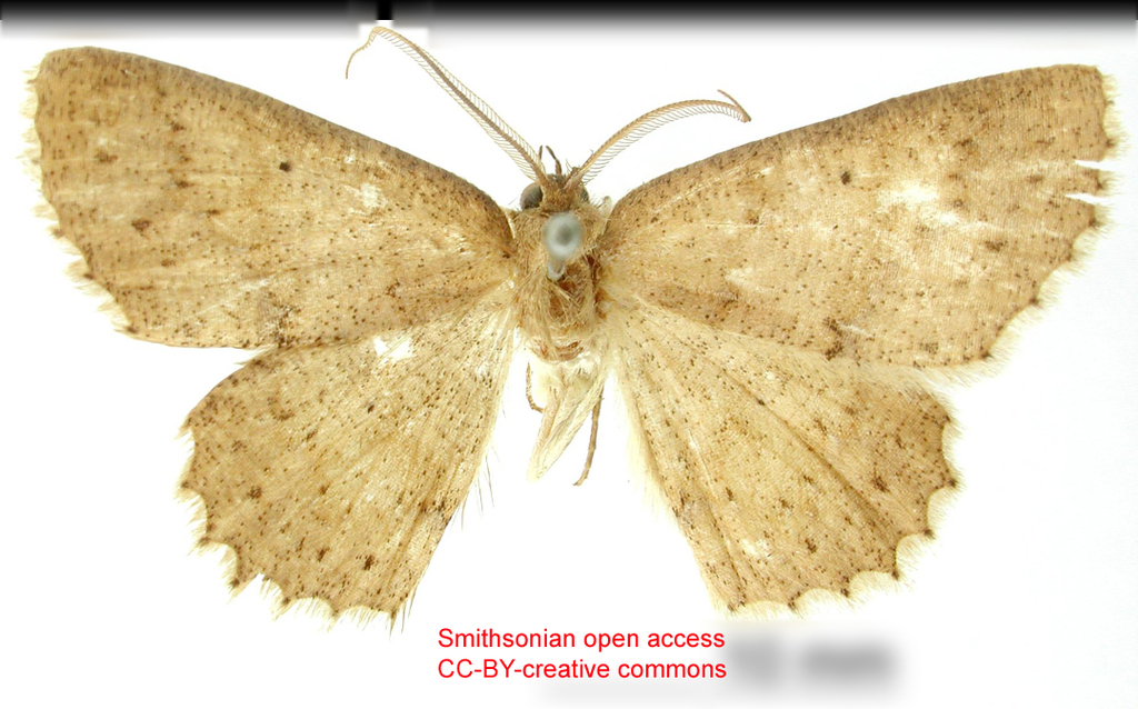 Isochromodes chiron