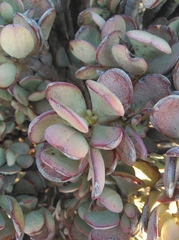 Crassula arborescens
