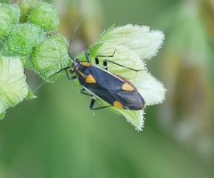 Capsodes flavomarginatus