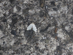 Metaemene circumpunctata