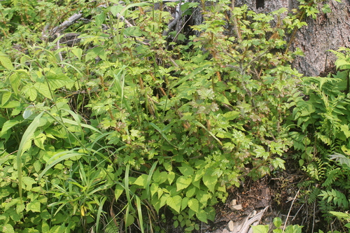 Ribes horridum iNat (1)