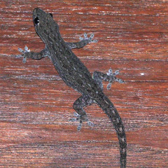 Hemidactylus frenatus