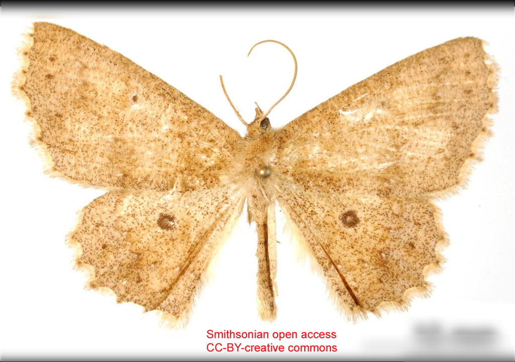 Isochromodes subpicata