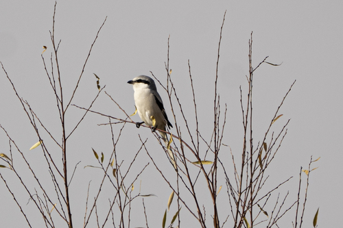 Chinese Grey Shrike