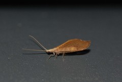 Isoscelipteron