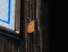 Miltochrista expressa