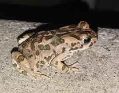 Bufotes viridis sitibundus