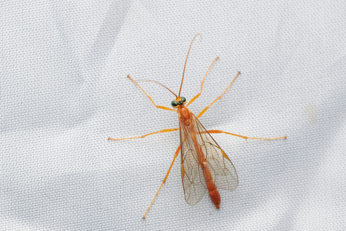 Netelia Infractor Netelia orientalis · iNaturalist