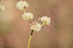 Melanoplus devastator