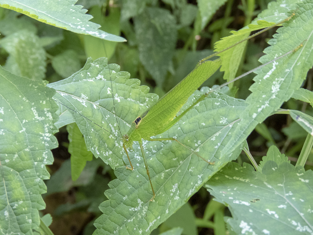 Orthelimaea himalayana