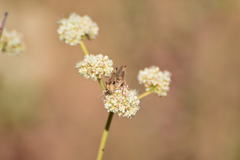 Melanoplus devastator