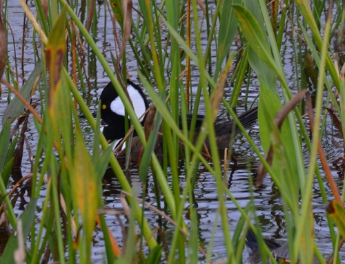 Lophodytes cucullatus image