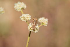 Melanoplus devastator