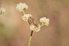 Melanoplus devastator